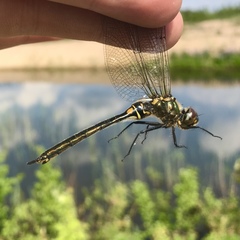 Somatochlora arctica