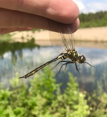 Somatochlora arctica
