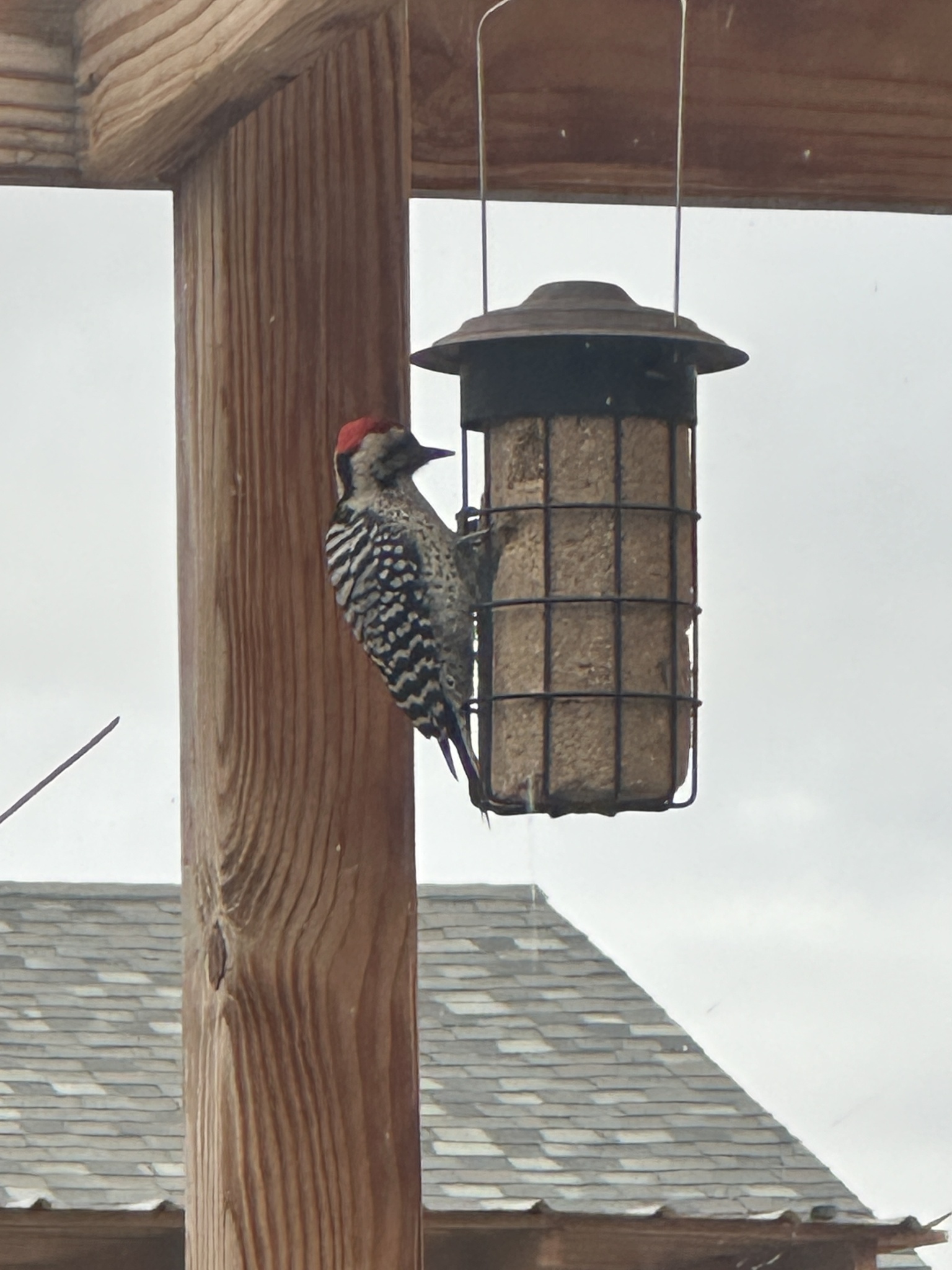 Ladder-backed Woodpecker (Dryobates scalaris), photo 1