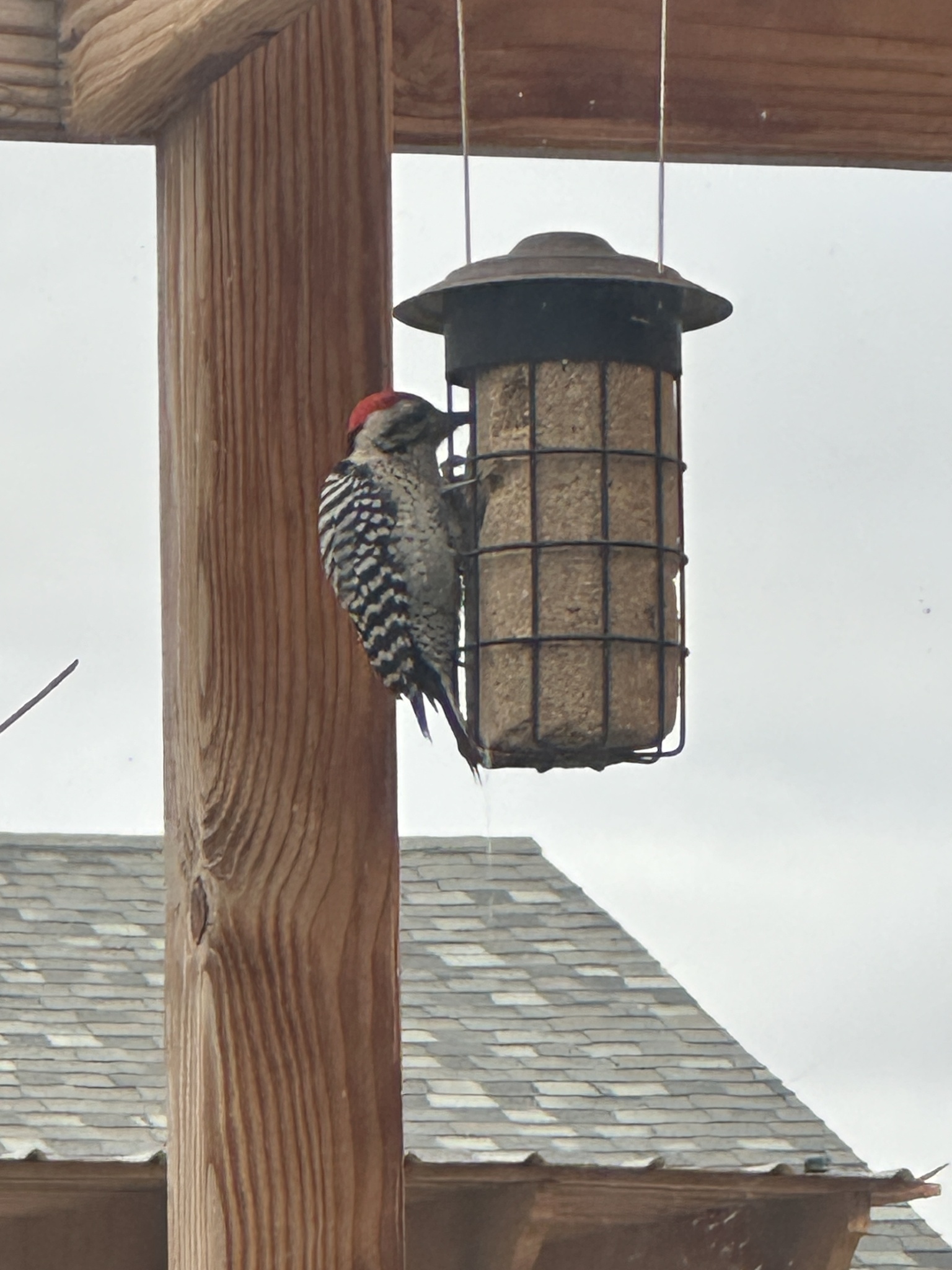 Ladder-backed Woodpecker (Dryobates scalaris), photo 2