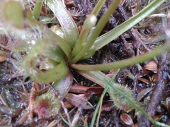 Drosera stenopetala