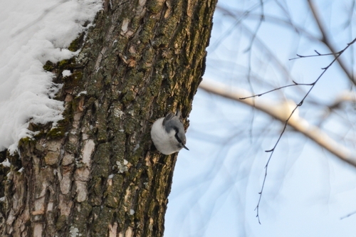 Eurasian Nuthatch (Sitta europaea), photo 6