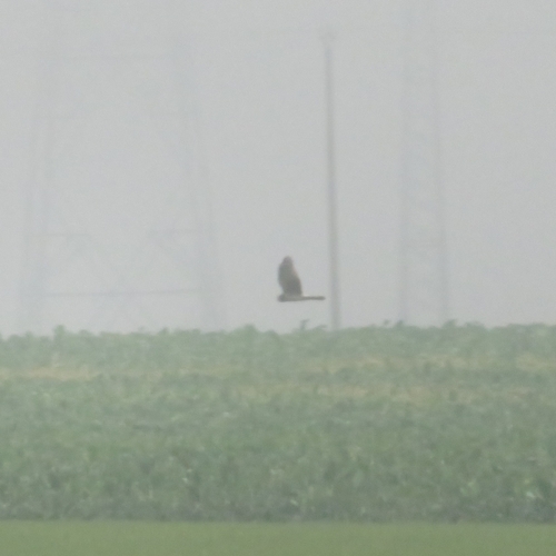 Hen Harrier