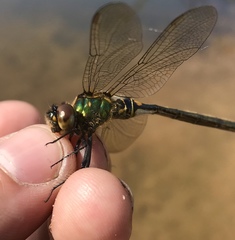 Somatochlora arctica