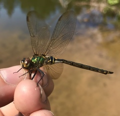 Somatochlora arctica