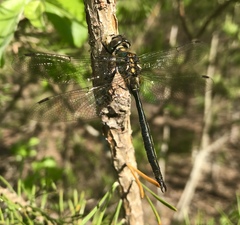 Somatochlora arctica