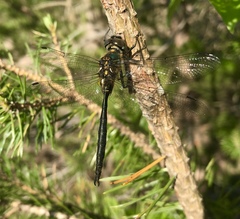 Somatochlora arctica
