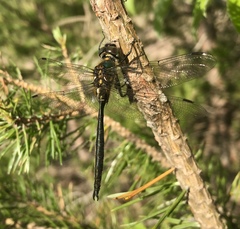 Somatochlora arctica