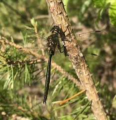 Somatochlora arctica