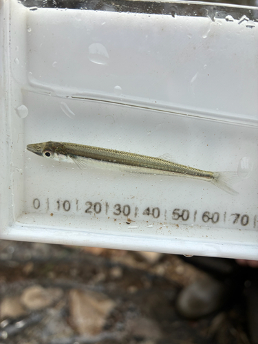 Brook silverside (Labidesthes sicculus) — Atherinopsidae — 5