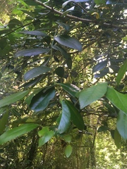 Laureliopsis philippiana