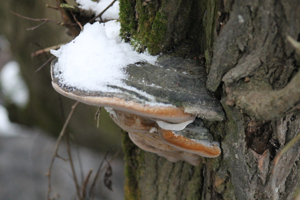 Phellinus igniarius