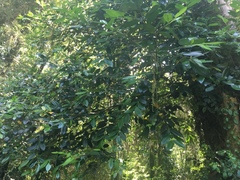 Laureliopsis philippiana