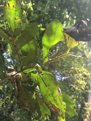 Laureliopsis philippiana