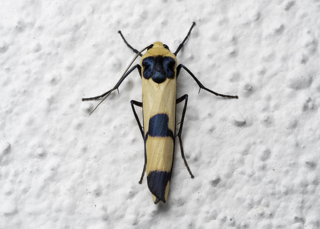 Oeonistis altica