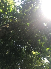 Laureliopsis philippiana