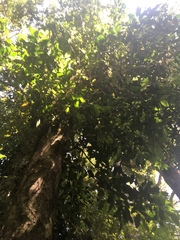 Laureliopsis philippiana