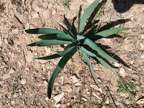 Pancratium foetidum, photograph 1