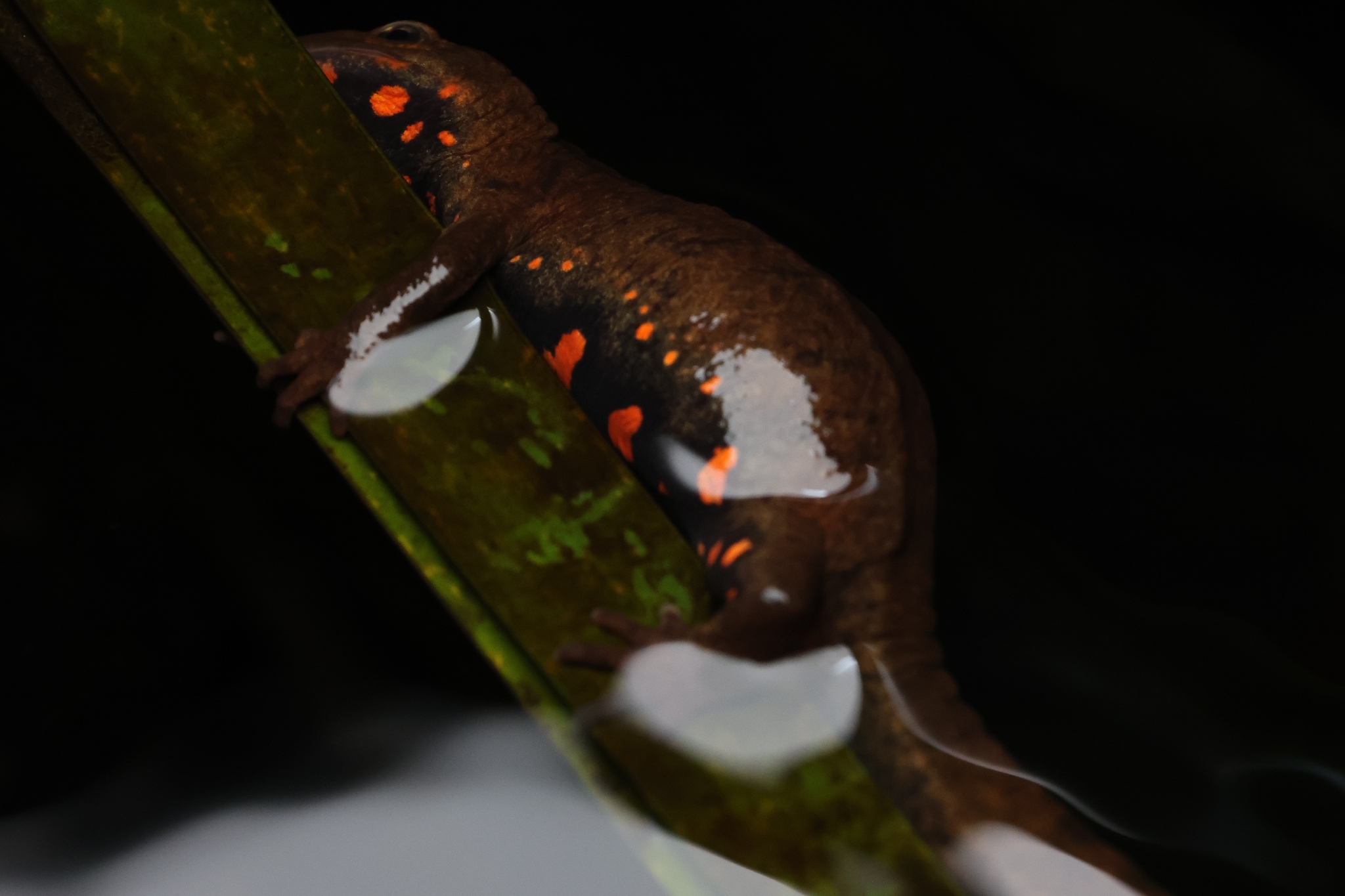 Paramesotriton hongkongensis (Myers & Leviton, 1962)