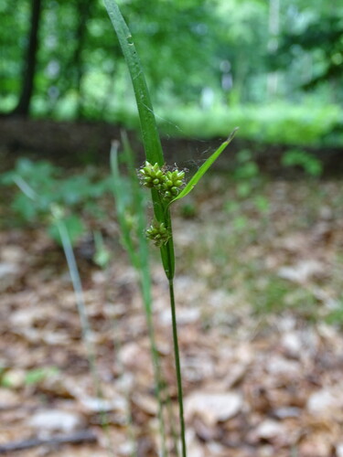 pale sedge (Carex pallescens)