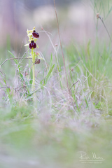 Ophrys sphegodes