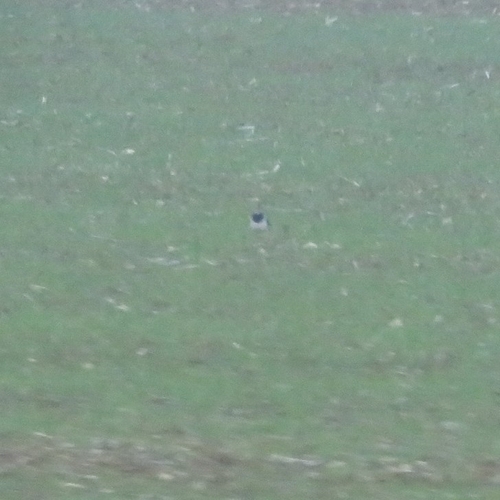 Northern Lapwing