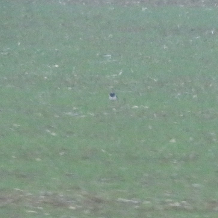 Northern Lapwing (Vanellus vanellus), photo 5