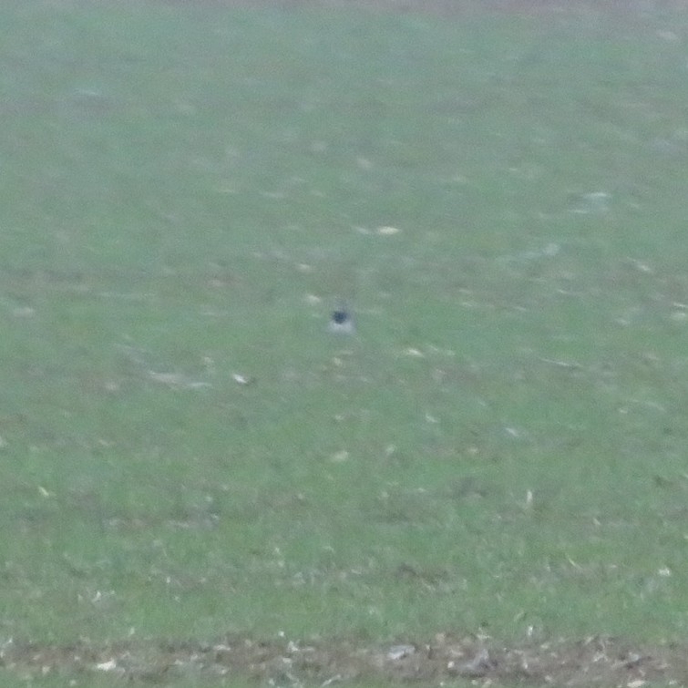Northern Lapwing (Vanellus vanellus), photo 6