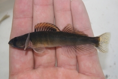 River Darter photo 1