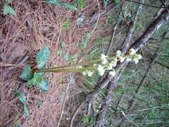 Pyrola morrisonensis