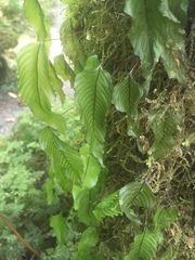 Hymenophyllum cruentum image