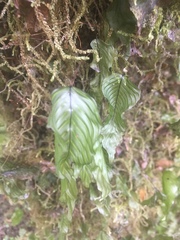 Hymenophyllum cruentum image