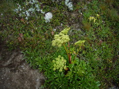 Angelica morrisonicola