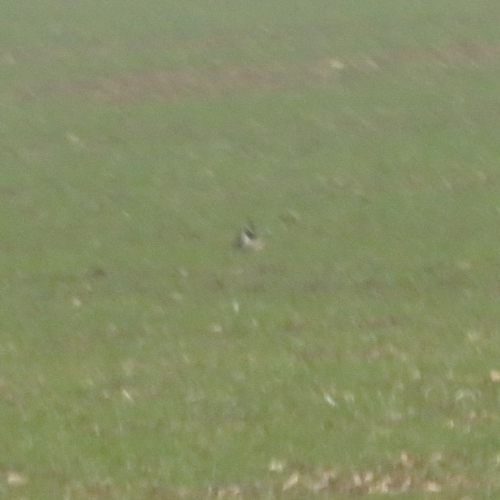 Northern Lapwing (Vanellus vanellus), photo 1