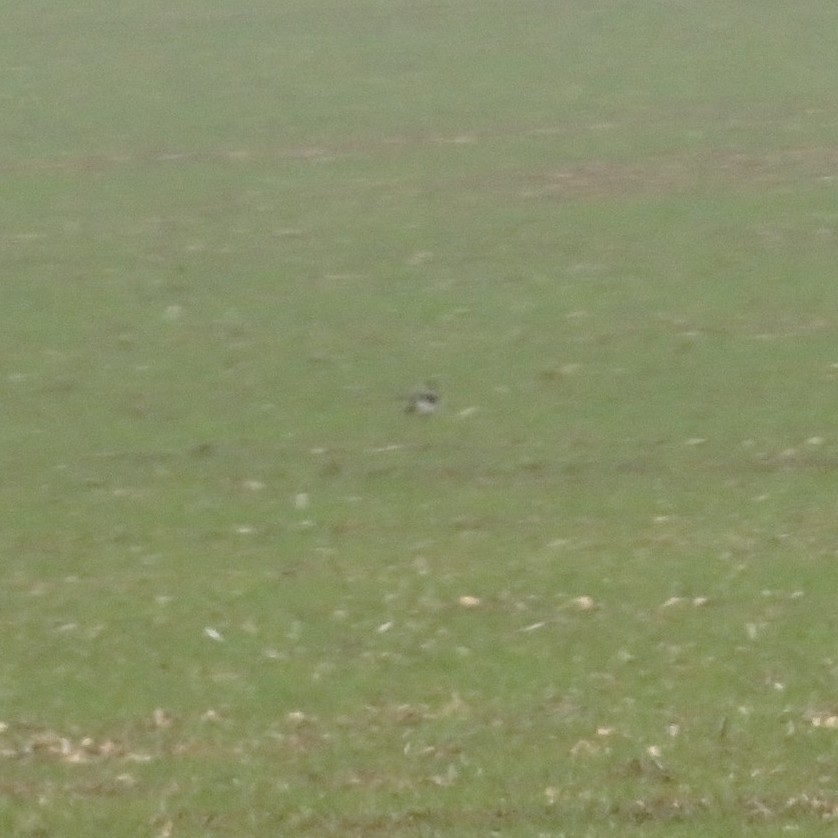 Northern Lapwing (Vanellus vanellus), photo 2