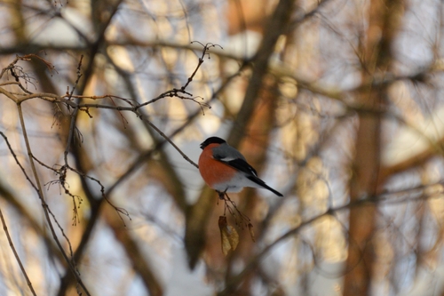 Eurasian Bullfinch (Pyrrhula pyrrhula), photo 3