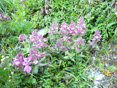 Pedicularis refracta transmorrisonensis