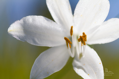 Paradisea liliastrum