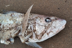 Menticirrhus