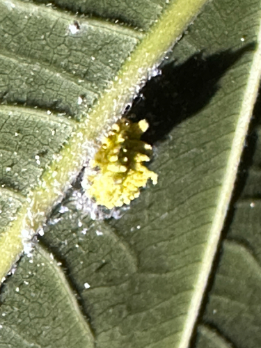 coconut mealybug