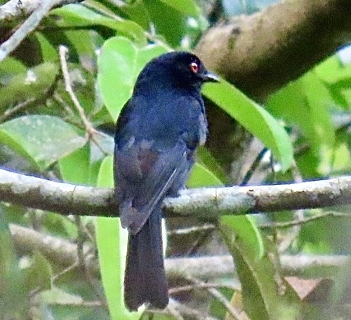 Sharpe's Drongo (Dicrurus sharpei), photo 10
