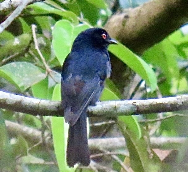 Sharpe's Drongo (Dicrurus sharpei), photo 1