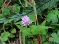Persicaria runcinata