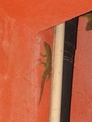 Aristelliger praesignis