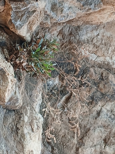 Limonium gougetianum, photograph 1
