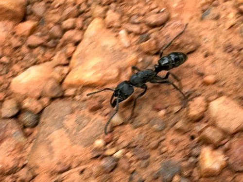 African stink ant