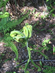 Sticherus cryptocarpus