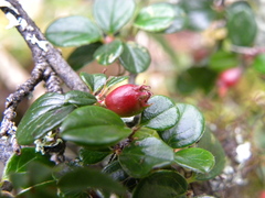 Cotoneaster morrisonensis