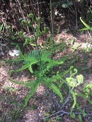 Sticherus cryptocarpus