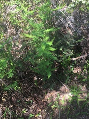 Sticherus cryptocarpus